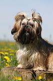 SHIH TZU 304